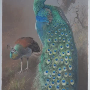 Peacocks 200x100cm 60jt